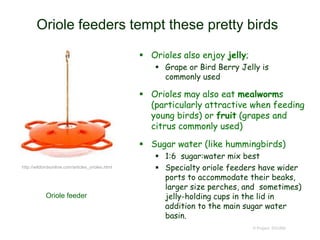 Oriole feeders tempt these pretty birds
 Orioles also enjoy jelly;
 Grape or Bird Berry Jelly is
commonly used
 Orioles may also eat mealworms
(particularly attractive when feeding
young birds) or fruit (grapes and
citrus commonly used)
 Sugar water (like hummingbirds)
 1:6 sugar:water mix best
 Specialty oriole feeders have wider
ports to accommodate their beaks,
larger size perches, and sometimes)
jelly-holding cups in the lid in
addition to the main sugar water
basin.
© Project SOUND
Oriole feeder
http://wildbirdsonline.com/articles_orioles.html
 
