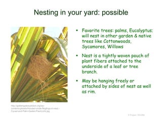 Nesting in your yard: possible
 Favorite trees: palms, Eucalyptus;
will nest in other garden & native
trees like Cottonwoods,
Sycamores, Willows
 Nest is a tightly woven pouch of
plant fibers attached to the
underside of a leaf or tree
branch.
 May be hanging freely or
attached by sides of nest as well
as rim.
© Project SOUND
http://goldengateaudubon.org/wp-
content/uploads/Hooded-oriole-fleglings-in-nest.-
Cycad-and-Palm-Gaden-Paul-Licht.jpg
 