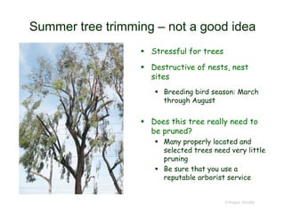 Summer tree trimming – not a good idea
 Stressful for trees
 Destructive of nests, nest
sites
 Breeding bird season: March
through August
 Does this tree really need to
be pruned?
 Many properly located and
selected trees need very little
pruning
 Be sure that you use a
reputable arborist service
© Project SOUND
 
