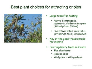 Best plant choices for attracting orioles
 Large trees for nesting:
 Native: Cottonwoods,
sycamores, California fan palm
(Washingtonia filifera)
 Non-native: palms; eucalyptus,
Bottlebrush tree (Callistemon)
 Any of the good trees/shrubs
for insects
 Fruiting/berry trees & shrubs
 Blue elderberry
 Ribes species
 Wild grape – Vitis girdiana
© Project SOUND
 
