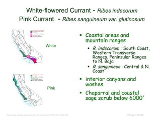 © Project SOUND
 Coastal areas and
mountain ranges
 R. indecorum : South Coast,
Western Transverse
Ranges, Peninsular Ranges
to N. Baja
 R. sanguineun : Central & N.
Coast
 interior canyons and
washes
 Chaparral and coastal
sage scrub below 6000'
White-flowered Currant - Ribes indecorum
Pink Currant - Ribes sanguineum var. glutinosum
White
Pink
http://ucjeps.berkeley.edu/cgi-bin/get_JM_treatment.pl?4450,4451,4489,4490
 