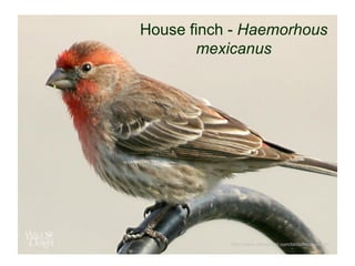 © Project SOUND
House finch - Haemorhous
mexicanus
http://www.wilddelight.com/birds/house-finch/
 