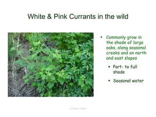 © Project SOUND
White & Pink Currants in the wild
 Commonly grow in
the shade of large
oaks, along seasonal
creeks and on north
and east slopes
 Part- to full
shade
 Seasonal water
 