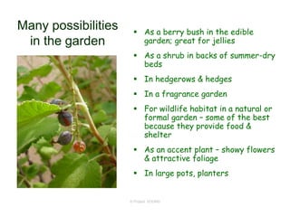 © Project SOUND
Many possibilities
in the garden
 As a berry bush in the edible
garden; great for jellies
 As a shrub in backs of summer-dry
beds
 In hedgerows & hedges
 In a fragrance garden
 For wildlife habitat in a natural or
formal garden – some of the best
because they provide food &
shelter
 As an accent plant – showy flowers
& attractive foliage
 In large pots, planters
 