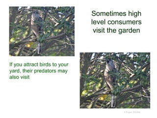 Sometimes high
level consumers
visit the garden
© Project SOUND
If you attract birds to your
yard, their predators may
also visit
 