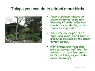 © Project SOUND
Things you can do to attract more birds
 Plant a greater variety of
plants to attract a greater
diversity of birds: taller and
shorter trees, shrubs, native
flowers, and grasses.
 Diversify the height, leaf
type, and food (fruits, berries,
and nuts) provided by the plants
in your garden.
 Plant shrubs and trees that
provide berries well into the
winter to attract fruit-eating
birds – including migrants like
Cedar Waxwings.
 