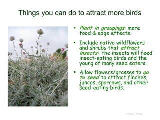 © Project SOUND
Things you can do to attract more birds
 Plant in groupings: more
food & edge effects.
 Include native wildflowers
and shrubs that attract
insects: the insects will feed
insect-eating birds and the
young of many seed eaters.
 Allow flowers/grasses to go
to seed to attract finches,
juncos, sparrows, and other
seed-eating birds.
 