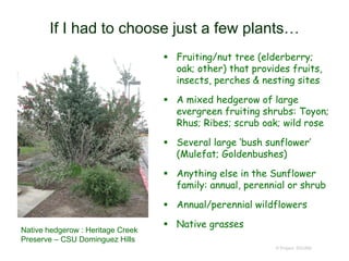 If I had to choose just a few plants…
 Fruiting/nut tree (elderberry;
oak; other) that provides fruits,
insects, perches & nesting sites
 A mixed hedgerow of large
evergreen fruiting shrubs: Toyon;
Rhus; Ribes; scrub oak; wild rose
 Several large ‘bush sunflower’
(Mulefat; Goldenbushes)
 Anything else in the Sunflower
family: annual, perennial or shrub
 Annual/perennial wildflowers
 Native grasses
© Project SOUND
Native hedgerow : Heritage Creek
Preserve – CSU Dominguez Hills
 