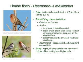 House finch - Haemorhous mexicanus
 Size: moderately-sized finch - 12.5 to 15 cm
(4.9 to 5.9 in)
 Identifying characteristics:
 Common on feeders
 Adults:
 Long, square-tipped brown tail
 Brown or dull-brown color across the back
with some shading into deep gray on the
wing feathers.
 Breast/belly may be streaked; the flanks
usually are.
 Adult males: heads, necks and shoulders
are reddish.
 Song: rapid, cheery warble or a variety of
chirps, often ending on a higher note
© Project SOUND
http://upload.wikimedia.org/wikipedia/commons/3/30/Car
podacus_mexicanus_-Madison,_Wisconsin,_USA-8.jpg
http://www.nps.gov/prsf/naturescience/images/house-finch.jpg
 