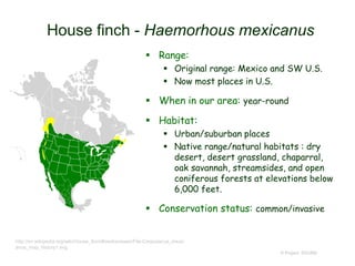 House finch - Haemorhous mexicanus
 Range:
 Original range: Mexico and SW U.S.
 Now most places in U.S.
 When in our area: year-round
 Habitat:
 Urban/suburban places
 Native range/natural habitats : dry
desert, desert grassland, chaparral,
oak savannah, streamsides, and open
coniferous forests at elevations below
6,000 feet.
 Conservation status: common/invasive
© Project SOUND
http://en.wikipedia.org/wiki/House_finch#mediaviewer/File:Carpodacus_mexic
anus_map_history1.svg
 