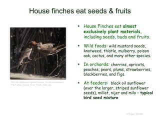 House finches eat seeds & fruits
 House Finches eat almost
exclusively plant materials,
including seeds, buds and fruits.
 Wild foods: wild mustard seeds,
knotweed, thistle, mulberry, poison
oak, cactus, and many other species.
 In orchards: cherries, apricots,
peaches, pears, plums, strawberries,
blackberries, and figs.
 At feeders: black oil sunflower
(over the larger, striped sunflower
seeds), millet, nijer and milo – typical
bird seed mixture
© Project SOUND
http://en.wikipedia.org/wiki/House_finch#mediaviewer/
File:Father_House_finch_feeds_baby.jpg
 