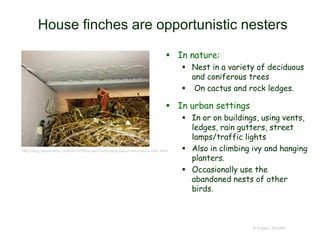 House finches are opportunistic nesters
 In nature:
 Nest in a variety of deciduous
and coniferous trees
 On cactus and rock ledges.
 In urban settings
 In or on buildings, using vents,
ledges, rain gutters, street
lamps/traffic lights
 Also in climbing ivy and hanging
planters.
 Occasionally use the
abandoned nests of other
birds.
© Project SOUND
http://blog.naturetastic.com/2014/05/house-finch-carpodacus-mexicanus-nest.html
 