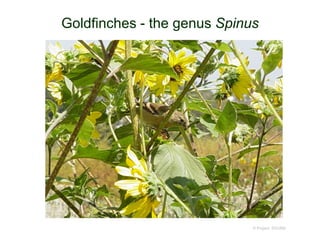 Goldfinches - the genus Spinus
© Project SOUND
 