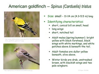 American goldfinch – Spinus (Carduelis) tristus
 Size: small - 11–14 cm (4.3–5.5 in) long
 Identifying characteristics:
 short, conical bill on small, head
 long wings
 short, notched tail
 Adult males (spring/summer) bright
yellow with black forehead, black
wings with white markings, and white
patches above & beneath the tail.
 Adult females are duller yellow
beneath, olive above.
 Winter birds are drab, unstreaked
brown, with blackish wings and two
pale wingbars.
© Project SOUND
http://www.allaboutbirds.org/guide/PHOTO/LARGE/ame
rican_goldfinch_glamour12.jpg
http://tgreybirds.com/AmericanGoldfinch26.jpg
 