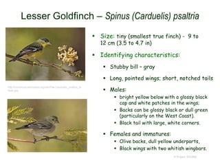 Lesser Goldfinch – Spinus (Carduelis) psaltria
 Size: tiny (smallest true finch) - 9 to
12 cm (3.5 to 4.7 in)
 Identifying characteristics:
 Stubby bill – gray
 Long, pointed wings; short, notched tails
 Males:
 bright yellow below with a glossy black
cap and white patches in the wings;
 Backs can be glossy black or dull green
(particularly on the West Coast).
 Black tail with large, white corners.
 Females and immatures:
 Olive backs, dull yellow underparts,
 Black wings with two whitish wingbars.
© Project SOUND
http://commons.wikimedia.org/wiki/File:Carduelis_psaltria_fe
male.jpg
 