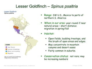 Lesser Goldfinch – Spinus psaltria
 Range: SW U.S., Mexico to parts of
northern S. America
 When in our area: year-round if near
natural areas – short-distance
migration in spring/fall
 Habitat:
 Open fields, budding treetops, and
the brush of open areas and edges.
 May concentrate in mountain
canyons and desert oases
 Fairly common in suburbs.
 Conservation status: not rare; may
be increasing numbers
© Project SOUNDhttp://www.allaboutbirds.org/guide/Lesser_Goldfinch/id
 