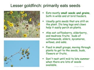 Lesser goldfinch: primarily eats seeds
 Eats mostly small seeds and grains,
both in wilds and at bird feeders.
 Usually gets seeds that are still on
the plant. Its long legs and claws
help it easily perch on plants.
 Also eat coffeeberry, elderberry,
and madrone fruits; buds of
cottonwoods, alders, sycamores,
willows, and oaks.
 Feed in small groups, moving through
plants to get to the seeds, buds,
flowers or fruits.
 Don't nest until mid-to late summer
when there are lots of seeds
available. © Project SOUND
 