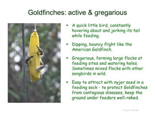 Goldfinches: active & gregarious
© Project SOUND
 A quick little bird, constantly
hovering about and jerking its tail
while feeding.
 Dipping, bouncy flight like the
American Goldfinch.
 Gregarious, forming large flocks at
feeding sites and watering holes.
Sometimes mixed flocks with other
songbirds in wild.
 Easy to attract with nyjer seed in a
feeding sock - to protect Goldfinches
from contagious diseases, keep the
ground under feeders well-raked.
 