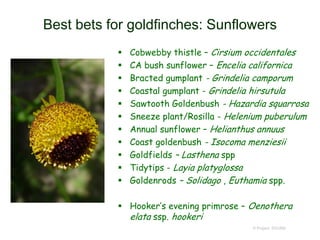 Best bets for goldfinches: Sunflowers
 Cobwebby thistle – Cirsium occidentales
 CA bush sunflower – Encelia californica
 Bracted gumplant - Grindelia camporum
 Coastal gumplant - Grindelia hirsutula
 Sawtooth Goldenbush - Hazardia squarrosa
 Sneeze plant/Rosilla - Helenium puberulum
 Annual sunflower – Helianthus annuus
 Coast goldenbush - Isocoma menziesii
 Goldfields – Lasthena spp
 Tidytips - Layia platyglossa
 Goldenrods – Solidago , Euthamia spp.
 Hooker’s evening primrose – Oenothera
elata ssp. hookeri
© Project SOUND
 