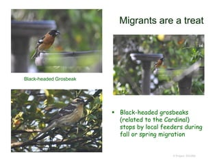 Migrants are a treat
 Black-headed grosbeaks
(related to the Cardinal)
stops by local feeders during
fall or spring migration
© Project SOUND
Black-headed Grosbeak
 