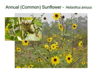Annual (Common) Sunflower - Helianthus annuus
 