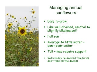 Managing annual
sunflowers
 Easy to grow
 Like well-drained, neutral to
slightly alkaline soil
 Full sun
 Average to little water –
don’t over-water
 Tall – may require support
 Will readily re-seed (if the birds
don’t take all the seeds)
 