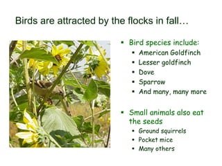 Birds are attracted by the flocks in fall…
 Bird species include:
 American Goldfinch
 Lesser goldfinch
 Dove
 Sparrow
 And many, many more
 Small animals also eat
the seeds
 Ground squirrels
 Pocket mice
 Many others
 