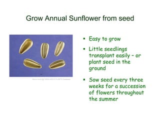 Grow Annual Sunflower from seed
 Easy to grow
 Little seedlings
transplant easily – or
plant seed in the
ground
 Sow seed every three
weeks for a succession
of flowers throughout
the summer
Steve Hurst @ USDA-NRCS PLANTS Database
 