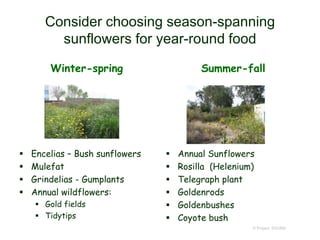 Consider choosing season-spanning
sunflowers for year-round food
Winter-spring
 Encelias – Bush sunflowers
 Mulefat
 Grindelias - Gumplants
 Annual wildflowers:
 Gold fields
 Tidytips
Summer-fall
 Annual Sunflowers
 Rosilla (Helenium)
 Telegraph plant
 Goldenrods
 Goldenbushes
 Coyote bush
© Project SOUND
 