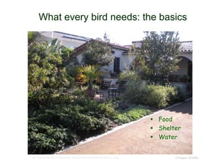 © Project SOUND
What every bird needs: the basics
 Food
 Shelter
 Water
http://aquafornia.com/wordpress/wp-content/uploads/2009/02/garden-tour-2.jpg
 