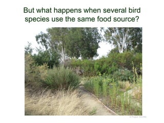 But what happens when several bird
species use the same food source?
© Project SOUND
 