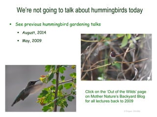 We’re not going to talk about hummingbirds today
 See previous hummingbird gardening talks
 August, 2014
 May, 2009
© Project SOUND
Click on the ‘Out of the Wilds’ page
on Mother Nature’s Backyard Blog
for all lectures back to 2009
 