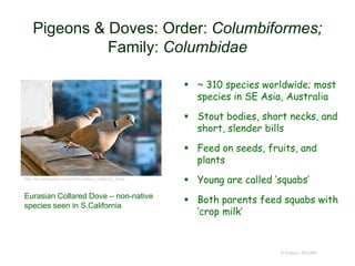 Pigeons & Doves: Order: Columbiformes;
Family: Columbidae
 ~ 310 species worldwide; most
species in SE Asia, Australia
 Stout bodies, short necks, and
short, slender bills
 Feed on seeds, fruits, and
plants
 Young are called ‘squabs’
 Both parents feed squabs with
‘crop milk’
© Project SOUND
http://en.wikipedia.org/wiki/Eurasian_collared_dove
Eurasian Collared Dove – non-native
species seen in S.California
 