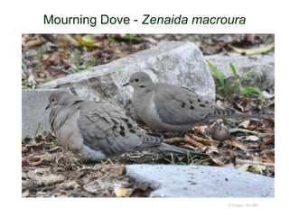 Mourning Dove - Zenaida macroura
© Project SOUND
 