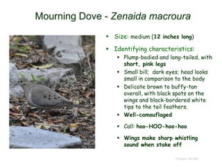 Mourning Dove - Zenaida macroura
 Size: medium (12 inches long)
 Identifying characteristics:
 Plump-bodied and long-tailed, with
short, pink legs
 Small bill; dark eyes; head looks
small in comparison to the body
 Delicate brown to buffy-tan
overall, with black spots on the
wings and black-bordered white
tips to the tail feathers.
 Well-camouflaged
 Call: hoo-HOO-hoo-hoo
 Wings make sharp whistling
sound when stake off
© Project SOUND
 