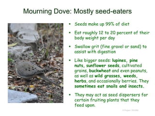 Mourning Dove: Mostly seed-eaters
 Seeds make up 99% of diet
 Eat roughly 12 to 20 percent of their
body weight per day
 Swallow grit (fine gravel or sand) to
assist with digestion
 Like bigger seeds: lupines, pine
nuts, sunflower seeds, cultivated
grains, buckwheat and even peanuts,
as well as wild grasses, weeds,
herbs, and occasionally berries. They
sometimes eat snails and insects.
 They may act as seed dispersers for
certain fruiting plants that they
feed upon.
© Project SOUND
 