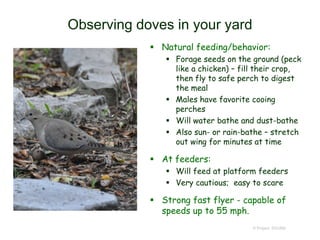 Observing doves in your yard
 Natural feeding/behavior:
 Forage seeds on the ground (peck
like a chicken) – fill their crop,
then fly to safe perch to digest
the meal
 Males have favorite cooing
perches
 Will water bathe and dust-bathe
 Also sun- or rain-bathe – stretch
out wing for minutes at time
 At feeders:
 Will feed at platform feeders
 Very cautious; easy to scare
 Strong fast flyer - capable of
speeds up to 55 mph.
© Project SOUND
 