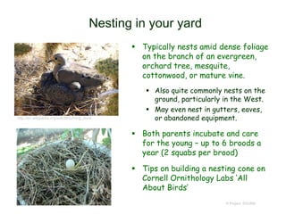 Nesting in your yard
 Typically nests amid dense foliage
on the branch of an evergreen,
orchard tree, mesquite,
cottonwood, or mature vine.
 Also quite commonly nests on the
ground, particularly in the West.
 May even nest in gutters, eaves,
or abandoned equipment.
 Both parents incubate and care
for the young – up to 6 broods a
year (2 squabs per brood)
 Tips on building a nesting cone on
Cornell Ornithology Labs ‘All
About Birds’
© Project SOUND
http://en.wikipedia.org/wiki/Mourning_dove
 