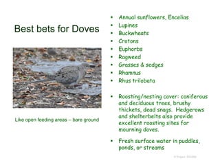Best bets for Doves
 Annual sunflowers, Encelias
 Lupines
 Buckwheats
 Crotons
 Euphorbs
 Ragweed
 Grasses & sedges
 Rhamnus
 Rhus trilobata
 Roosting/nesting cover: coniferous
and deciduous trees, brushy
thickets, dead snags. Hedgerows
and shelterbelts also provide
excellent roosting sites for
mourning doves.
 Fresh surface water in puddles,
ponds, or streams
© Project SOUND
Like open feeding areas – bare ground
 