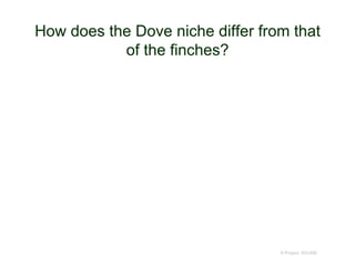 How does the Dove niche differ from that
of the finches?
© Project SOUND
 
