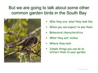 But we are going to talk about some other
common garden birds in the South Bay
 Who they are; what they look like
 When you can expect to see them
 Behavioral characteristics
 What they eat; niches
 Where they nest
 Simple things you can do to
attract them to your garden
© Project SOUND
 