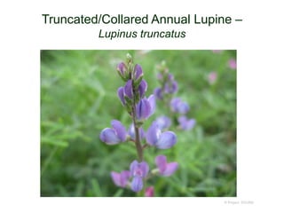 © Project SOUND
Truncated/Collared Annual Lupine –
Lupinus truncatus
 