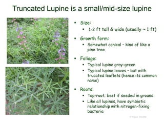 © Project SOUND
Truncated Lupine is a small/mid-size lupine
 Size:
 1-2 ft tall & wide (usually ~ 1 ft)
 Growth form:
 Somewhat conical – kind of like a
pine tree
 Foliage:
 Typical lupine gray-green
 Typical lupine leaves – but with
trucated leaflets (hence its common
name)
 Roots:
 Tap-root; best if seeded in ground
 Like all lupines, have symbiotic
relationship with nitrogen-fixing
bacteria
 