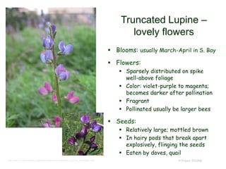 © Project SOUND
Truncated Lupine –
lovely flowers
 Blooms: usually March-April in S. Bay
 Flowers:
 Sparsely distributed on spike
well-above foliage
 Color: violet-purple to magenta;
becomes darker after pollination
 Fragrant
 Pollinated usually be larger bees
 Seeds:
 Relatively large; mottled brown
 In hairy pods that break apart
explosively, flinging the seeds
 Eaten by doves, quail
http://www.researchlearningcenter.com/bloom/species/Lupinus_truncatus.htm
 