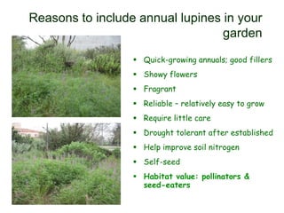 Reasons to include annual lupines in your
garden
 Quick-growing annuals; good fillers
 Showy flowers
 Fragrant
 Reliable – relatively easy to grow
 Require little care
 Drought tolerant after established
 Help improve soil nitrogen
 Self-seed
 Habitat value: pollinators &
seed-eaters
 