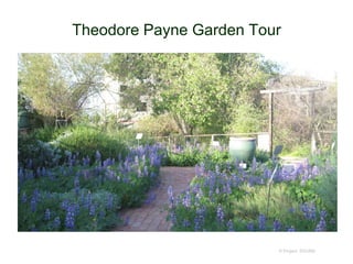 Theodore Payne Garden Tour
© Project SOUND
 