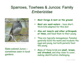 Sparrows, Towhees & Juncos: Family
Emberizidae
 Most forage & nest on the ground.
 Most are seed-eaters - have short,
thick bills adapted for this diet
 Also eat insects and other arthropods
at times, and feed them to their young.
 They are typically monogamous. Females
generally build the nests and incubate the
eggs and young, but both parents feed
the young.
 Many of these birds are small, brown,
and streaked, and stay close to cover,
making identification challenging.
© Project SOUND
http://en.wikipedia.org/wiki/Dark-eyed_junco
Slate-colored Junco –
sometimes seen in local
gardens
 