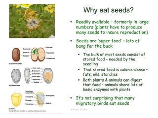 © Project SOUND
Why eat seeds?
 Readily available – formerly in large
numbers (plants have to produce
many seeds to insure reproduction)
 Seeds are ‘super food’ – lots of
bang for the buck
 The bulk of most seeds consist of
stored food – needed by the
seedling
 That stored food is calorie-dense –
fats, oils, starches
 Both plants & animals can digest
that food – animals share lots of
basic enzymes with plants
 It’s not surprising that many
migratory birds eat seeds
http://asweknowit.net/images_edu/DWA%205%20plant%20seed.jpg
 