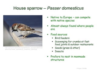 House sparrow – Passer domesticus
 Native to Europe – can compete
with native species
 Almost always found where people
are
 Food sources
 Bird feeders
 Scavenging for crumbs at fast
food joints & outdoor restaurants
 Seeds (grass & other)
 Insects
 Prefers to nest in manmade
structures
© Project SOUND
http://commons.wikimedia.org/wiki/Passer_domesticus#mediav
iewer/File:Passer_domesticus_-California,_USA-8.jpg
 