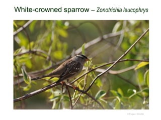 White-crowned sparrow – Zonotrichia leucophrys
© Project SOUND
 